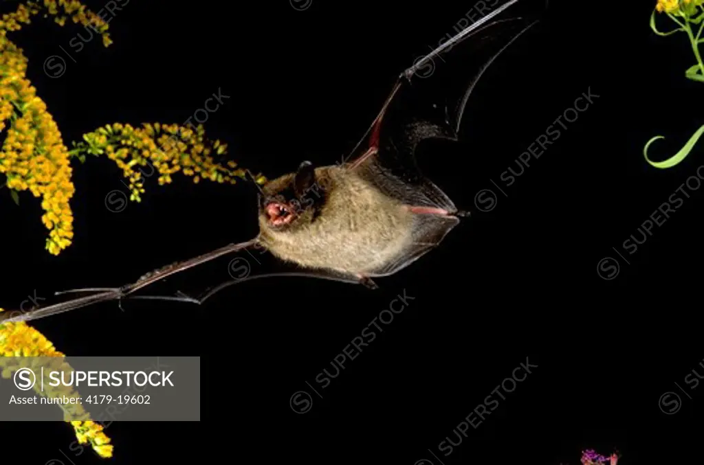 Little Brown Bat in Flight (Myotis lucifugus) Central PA           July