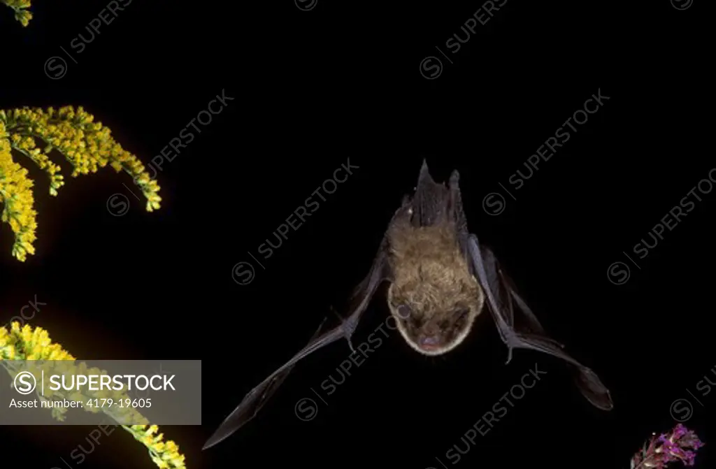 Little Brown Bat (Myotis lucifugus) in flight, PA