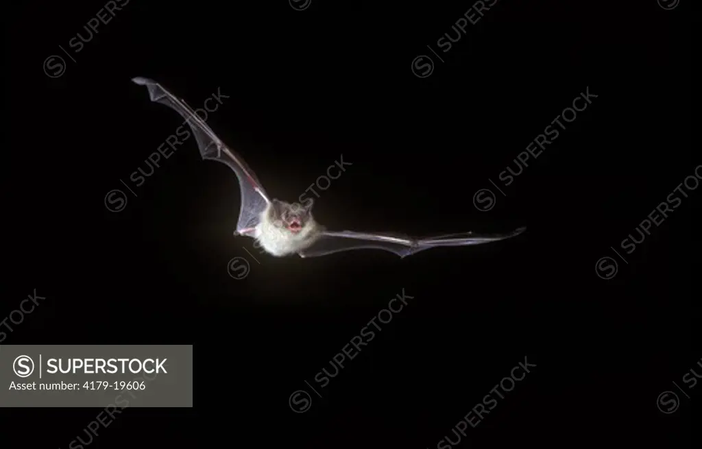 Little Brown Bat (Myotis lucifugus) in flight, PA