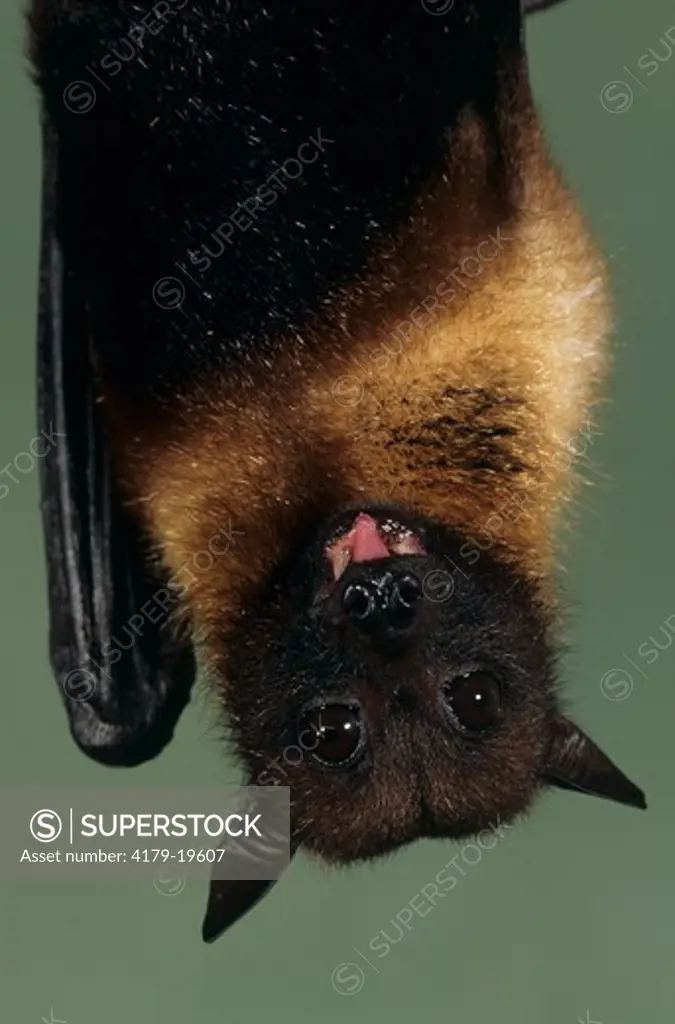 Flying Fox Bat (Pteropus giganteus), India