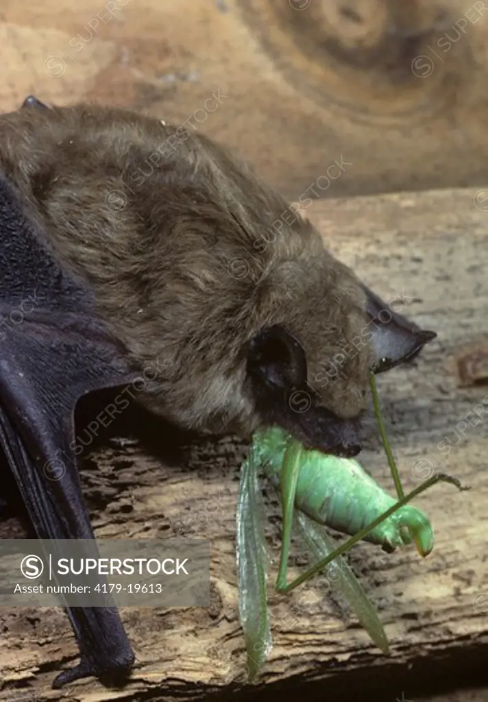 Little Brown Bat (Myotis lucifugus) Feeding on Katydid in Attic, PA