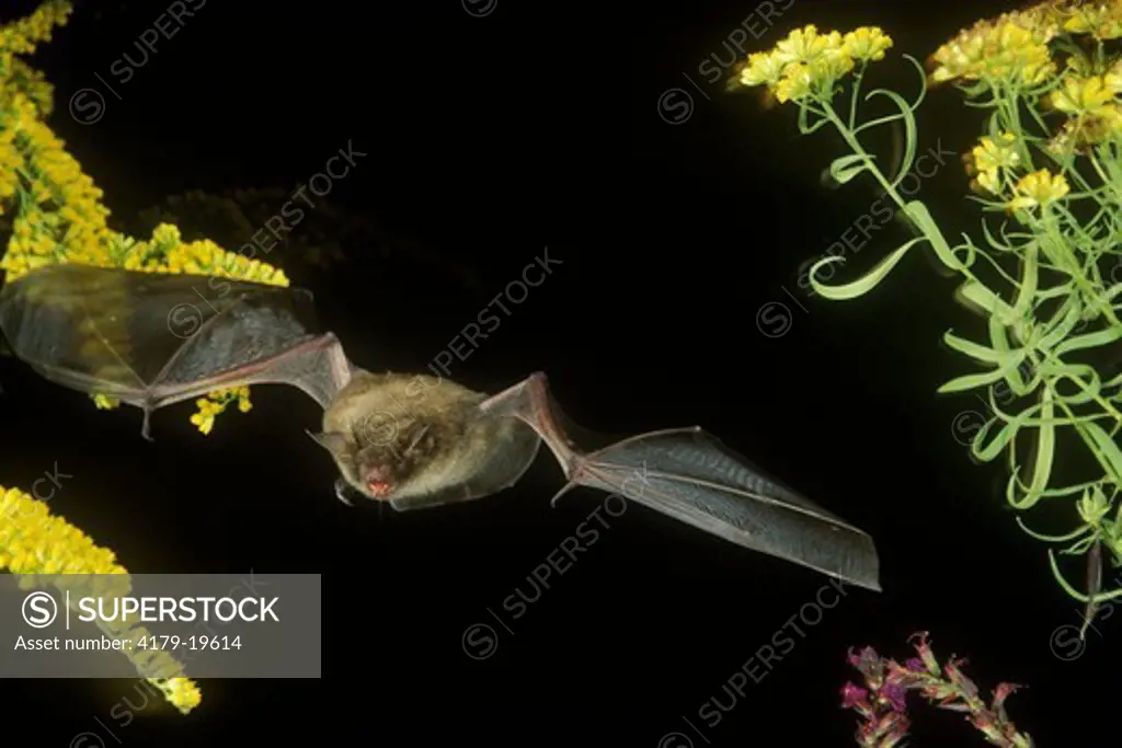 Little Brown bat (Myotis lucifugus), in flight, Pennsylvania
