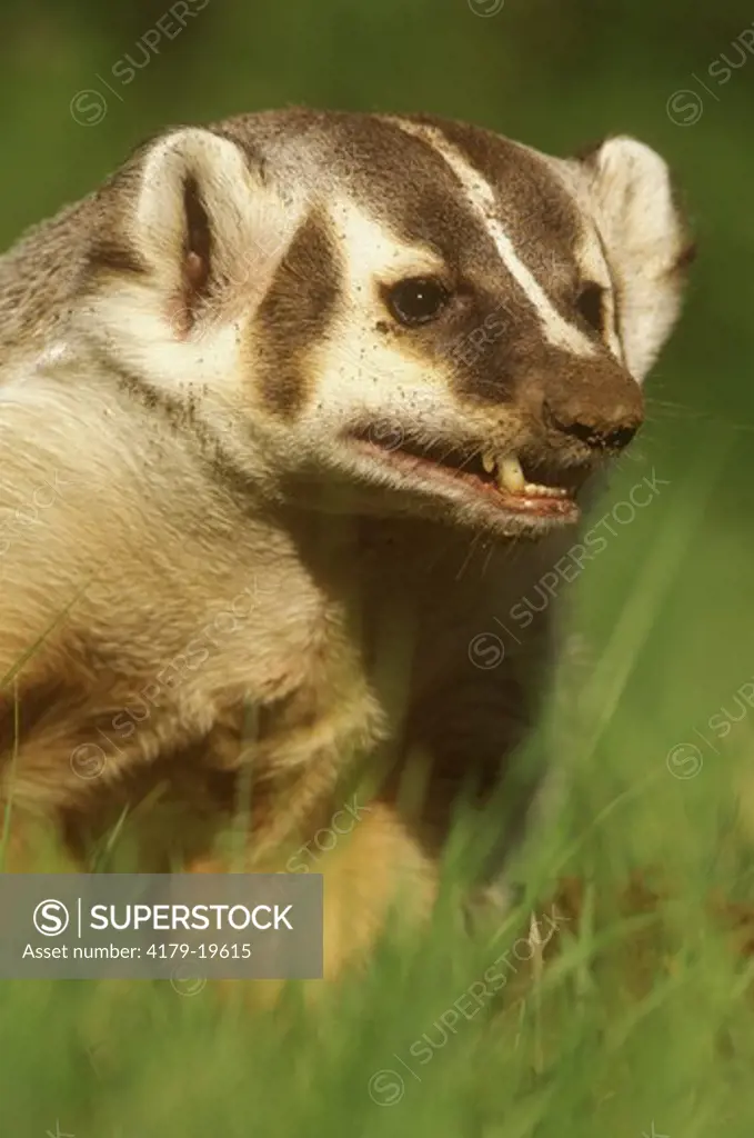Badger (Taxidea taxus) Western North America