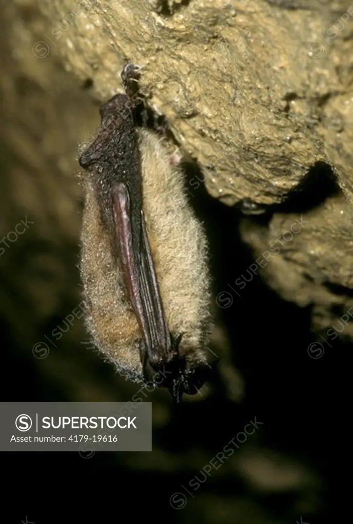 Little Brown Bat (Myotis lucifugus) Hibernating/Pennsylvania