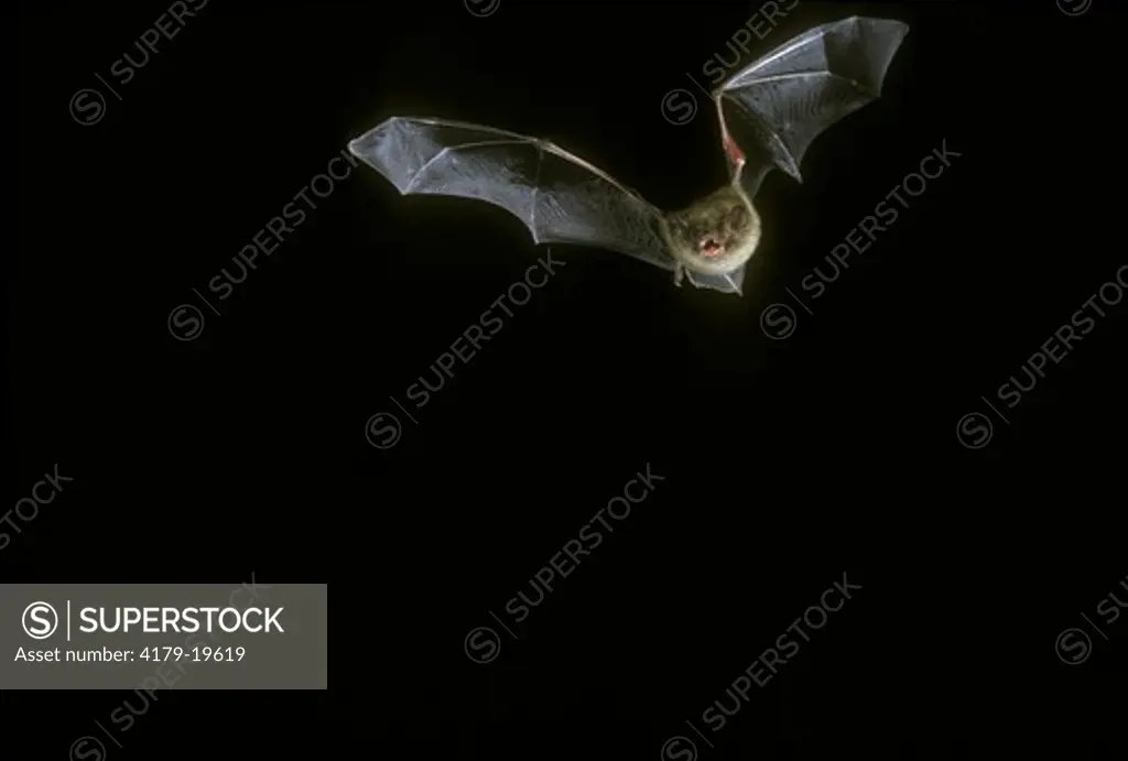 Little Brown Bat (Myotis lucifugus), in flight, PA