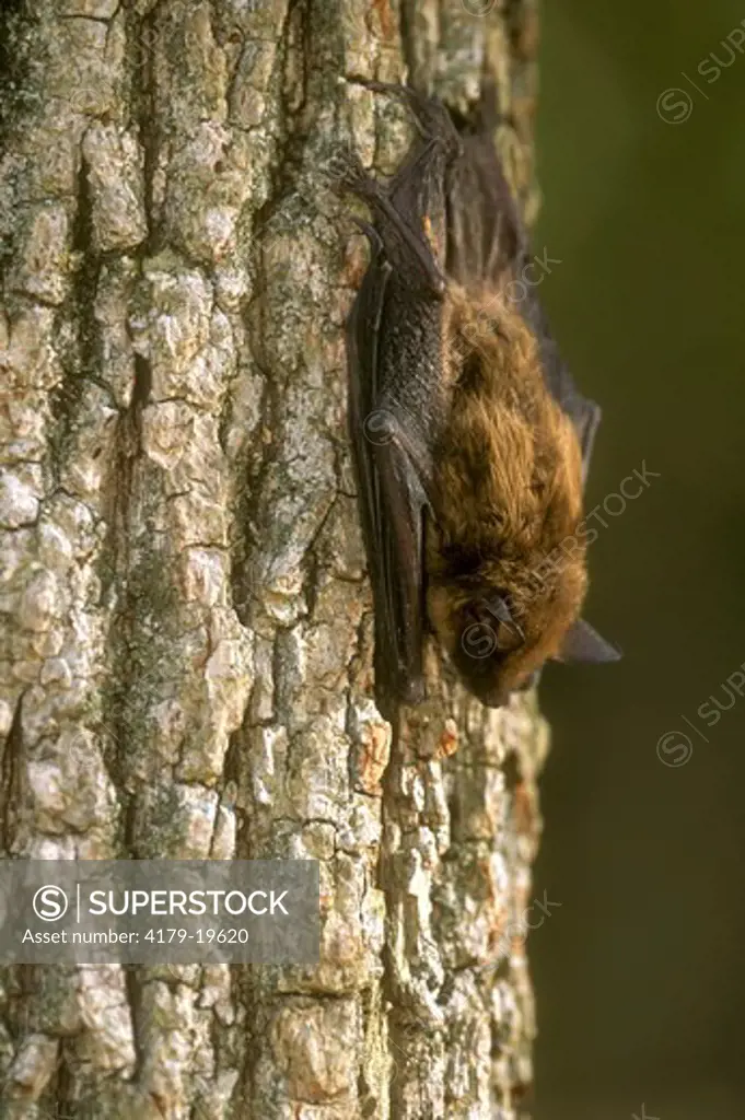 Little Brown Bat (Myotis lucifugus) Pennsylvania, USA