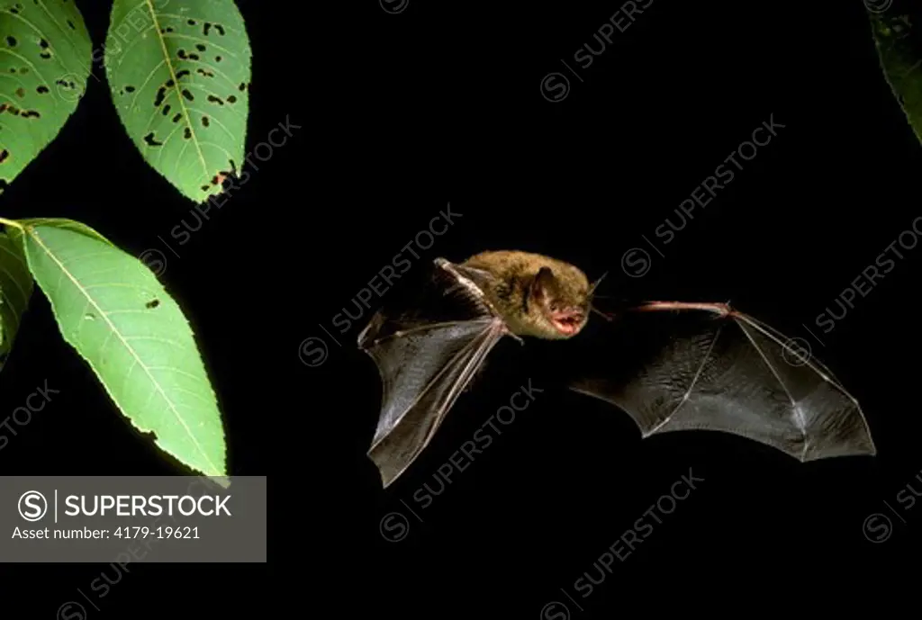 Little Brown Bat in Flight (Myotis lucifugus) Pennsylvania, USA