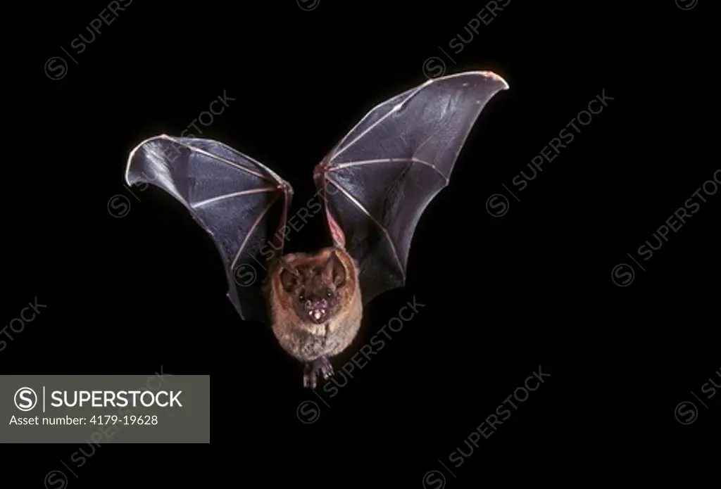 Short-Tailed Leafnosed Bat (Carollia perspicillata) C. & S. America. Flying.