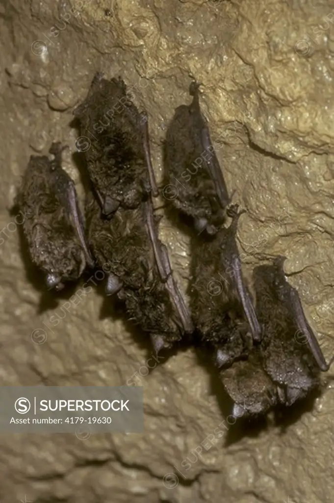 Little Brown Bat hibernating (Myotis lucifugus) Pennsylvania USA