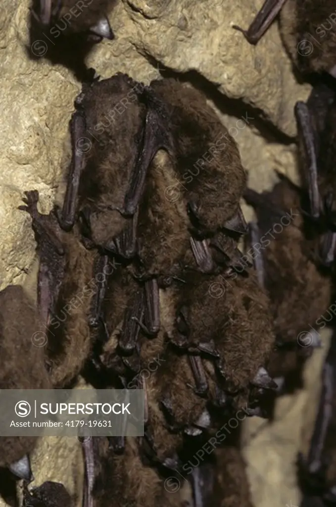 Little Brown Bat hibernating (Myotis lucifugus) Pennsylvania USA