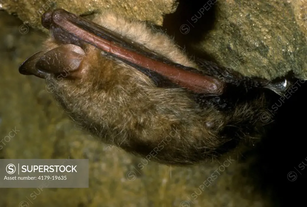 Eastern Pipistrel Bat (Pipistrellus subflavus) PA