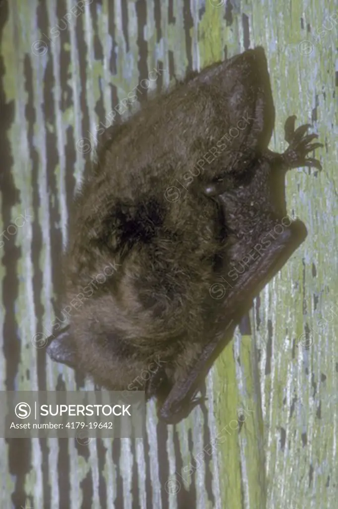 Little Brown Bat roosting (Myotis lucifugus) Pine Barrens, New Jersey