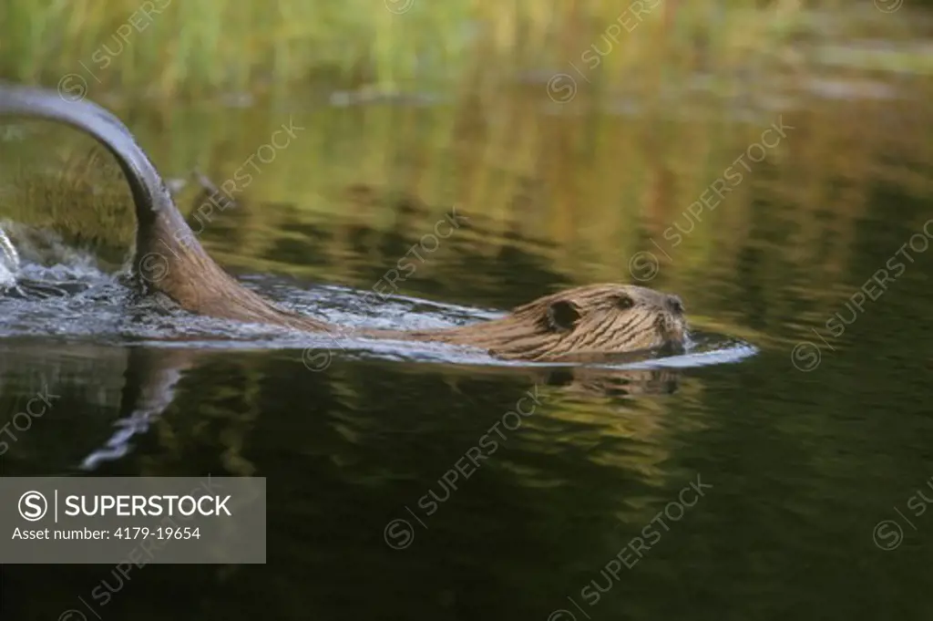 American Beaver (Castor canadensis) slapping Tail, Denali N.P., AK