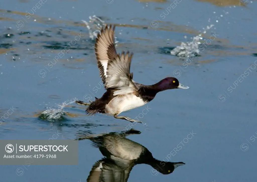 Lesser Scaup (Aythya affinis) male taking flight by running across water, with reflection, California, USA