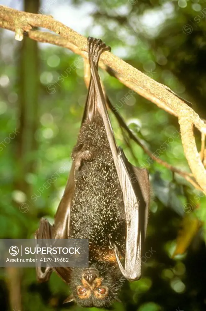 Spectacled Flying Fox (Pteropus conspicillatus) Queensland, Australia