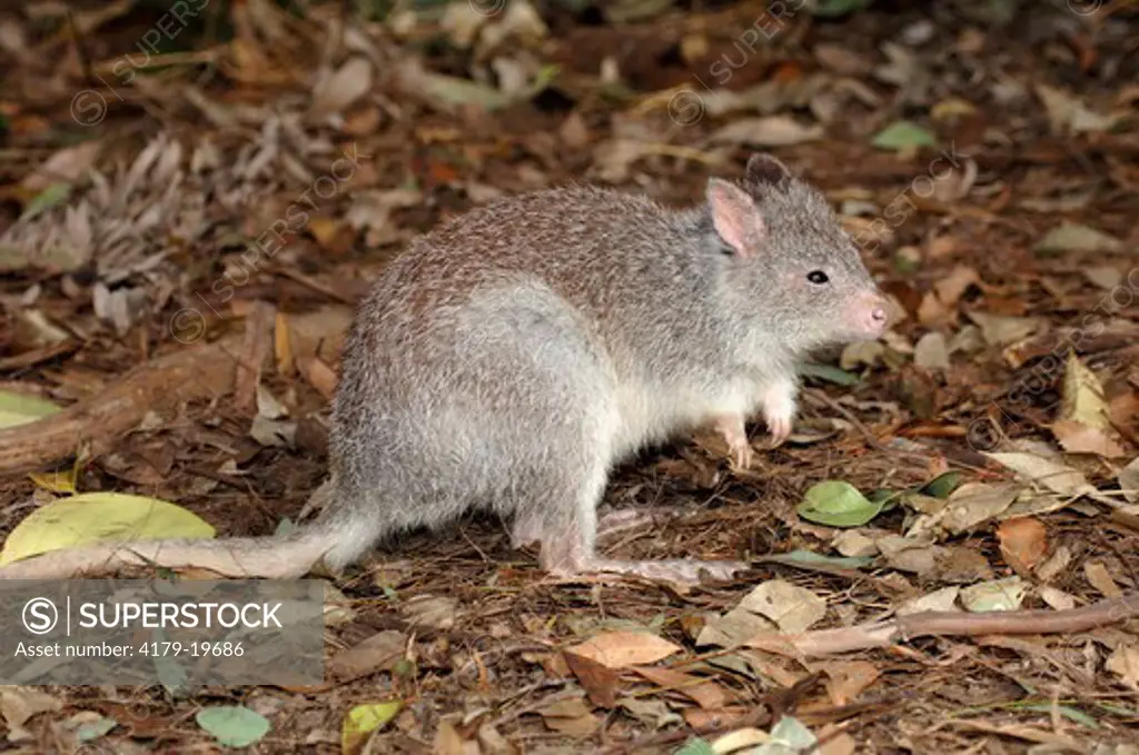 Rufous Bettong or Rufous Rat-kangaroo (Aepyprymnus rufescens) Foraging for food (digs with long claws) Woodland, April, Waratah Park Earth Sanctuary, Duffy's Forest, New South Wales, Australia Note: Tick on left eye. Sanctuary surrounded by electric fence