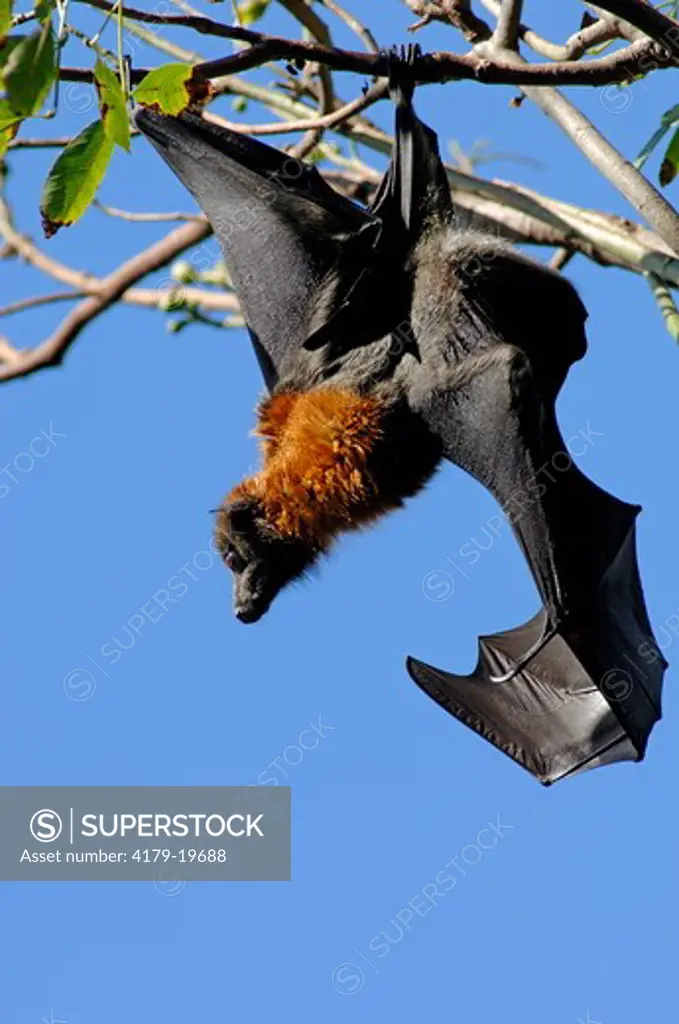 Grey-headed Flying-fox (Pteropus poliocephalus) Hanging from tree branch with wing open, member of large camp, Sydney Botanical Gardens, New South Wales, Australia, March   Note: Veins and structure of wing, wingspan up to 1 metre