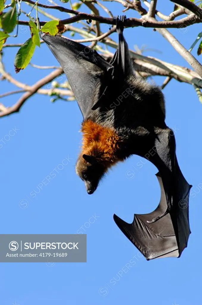 Grey-headed Flying-fox  (Pteropus poliocephalus) Hanging from tree branch with wing open, member of large camp, Sydney Botanical Gardens, New South Wales, Australia, March Note: Veins and structure of wing, wingspan up to 1 metre