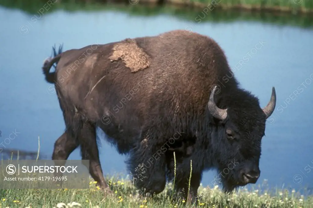 American Bison (Bison bison) Yellowstone NP, Wyoming