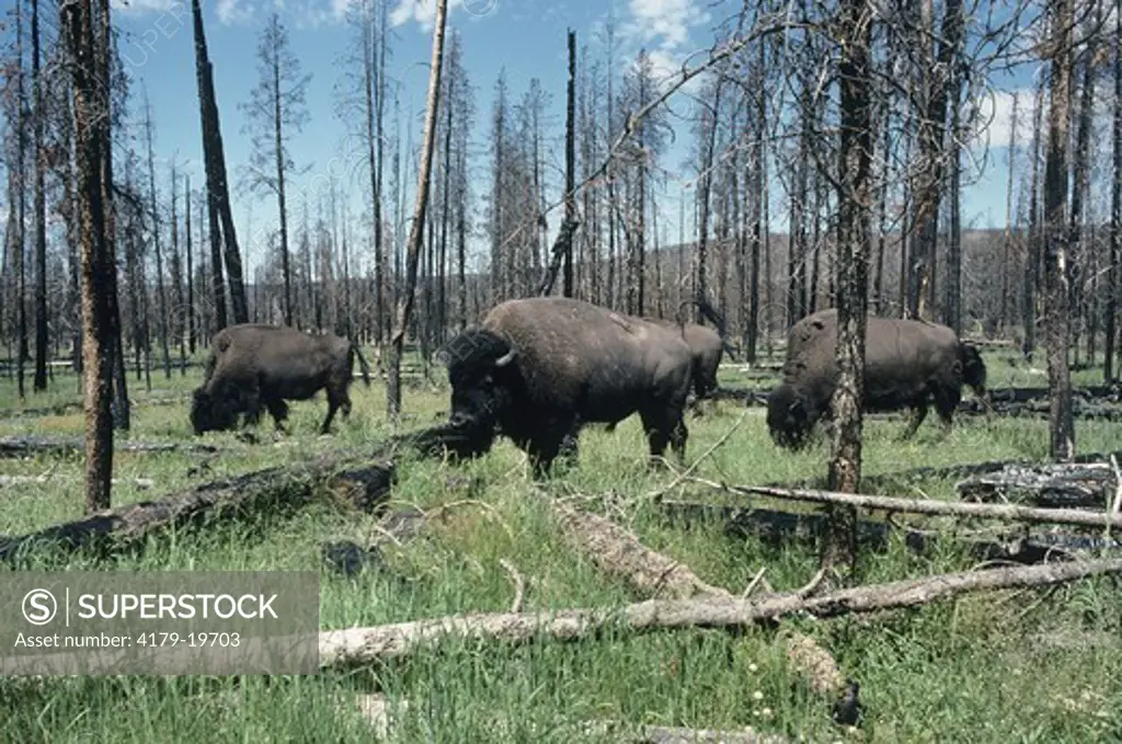 Bison Herd in Burnt Pine Forest (Bison bison) Yellowstone NP/WY