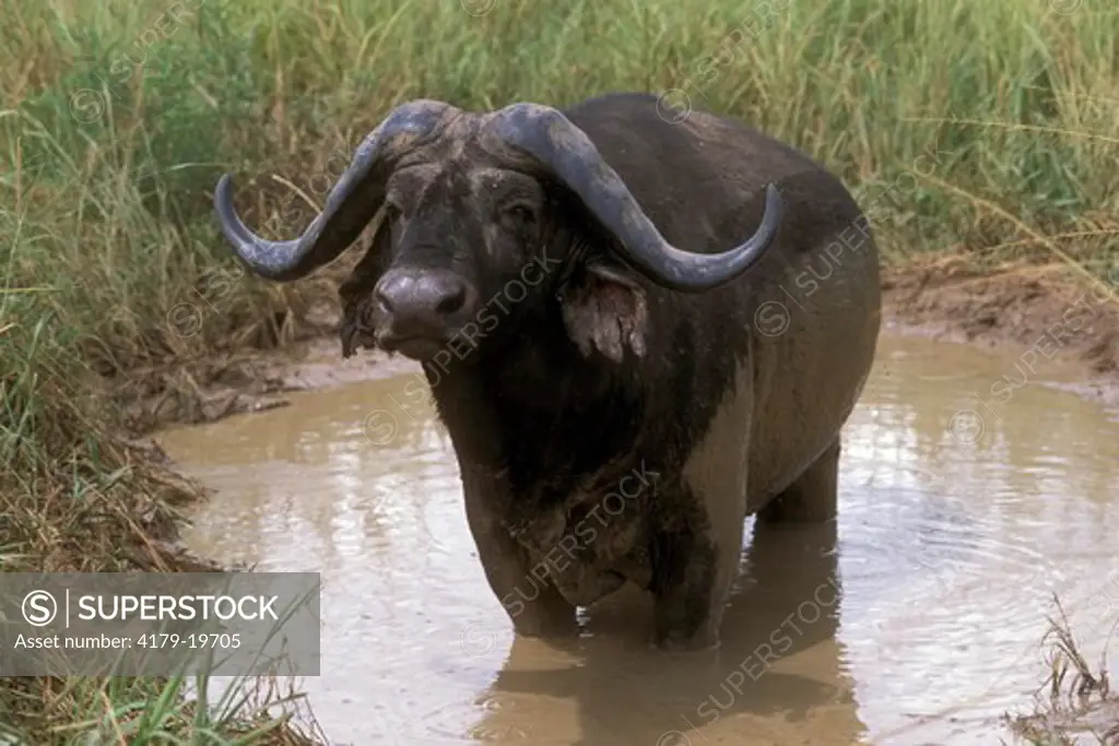 Cape Buffalo, male in Mud Wallow (Syncerus caffer), Murchison Falls NP,  Uganda
