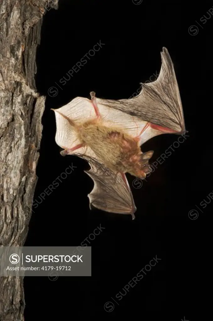 Evening Bat (Nycticeius humeralis) adult in flight leaving Day roost in tree hole,Willacy County, Rio Grande Valley, Texas, USA, June 2006
