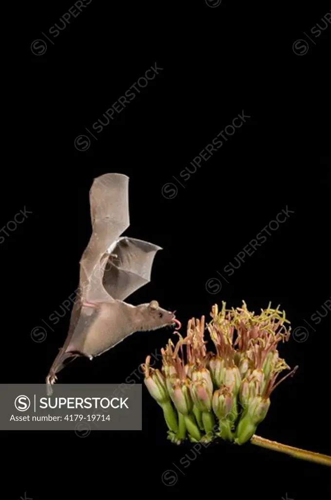 Lesser Long-nosed Bat (Leptonycteris curasoae) adult in flight at night feeding on Agave blossom (Agave spp.),Tucson, Arizona, USA, September 2006