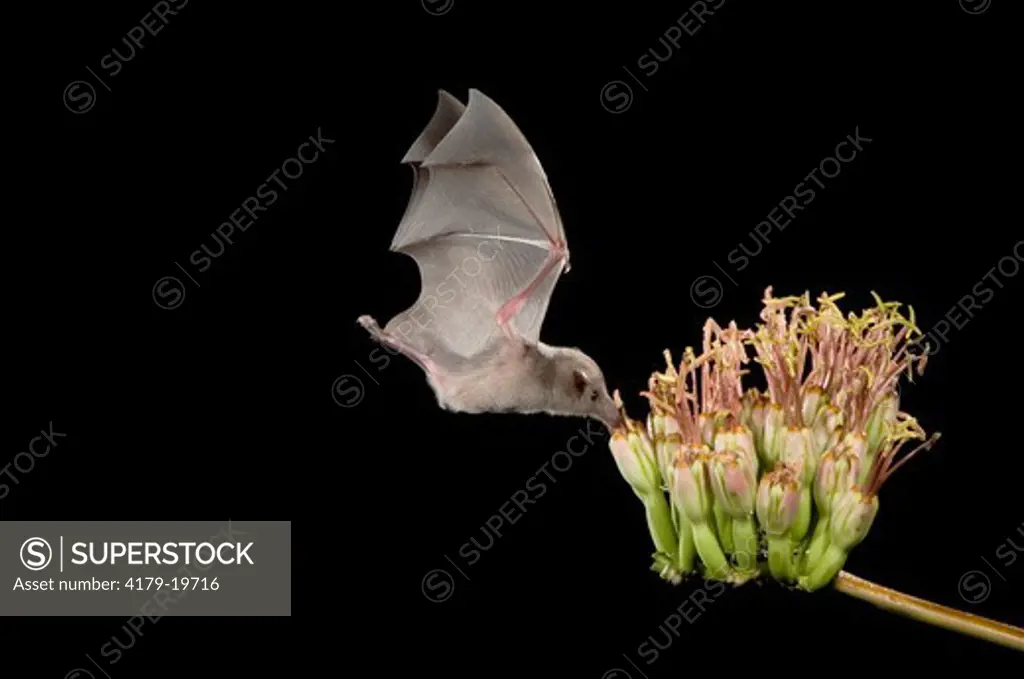 Mexican Long-tongued Bat (Choeronycteris mexicana) adult in flight at night feeding on Agave Blossom (Agave spp.),Tucson, Arizona, USA, September 2006