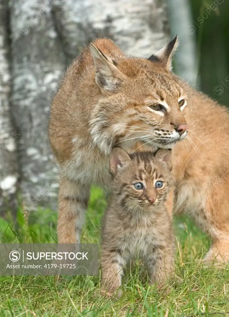 Bobcat (Lynx rufus) showing affection toward kitten  Minnesota Northwoods Controlled conditons