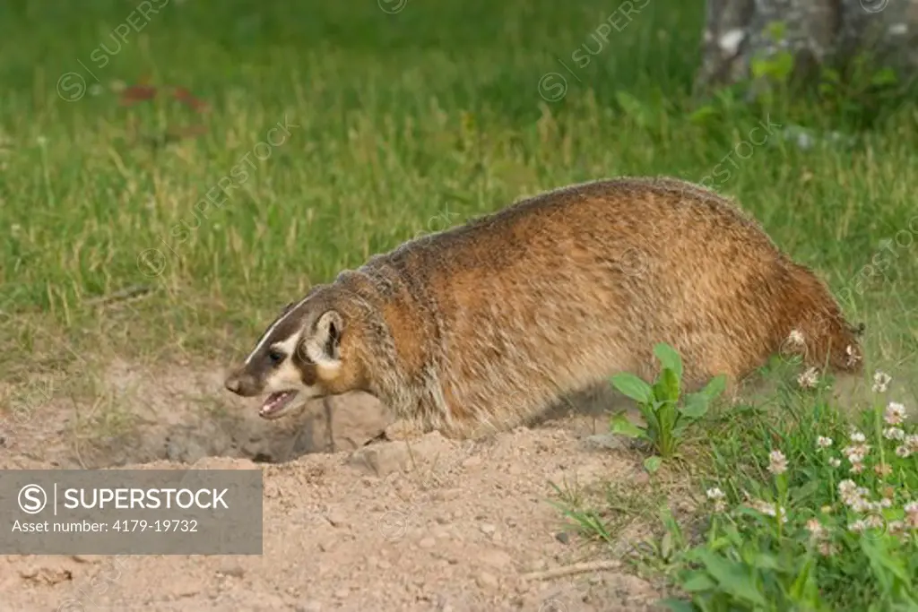Badger (Taxidea taxus)  outside of den digging  Controlled conditions