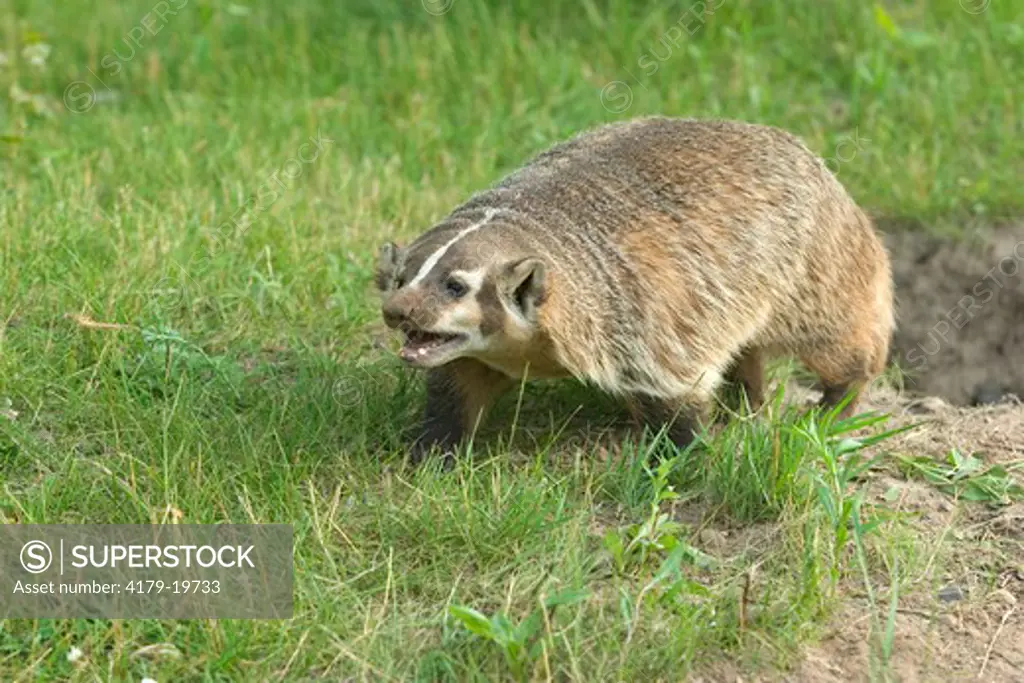 Badger (Taxidea taxus)  outside of den  Controlled conditions