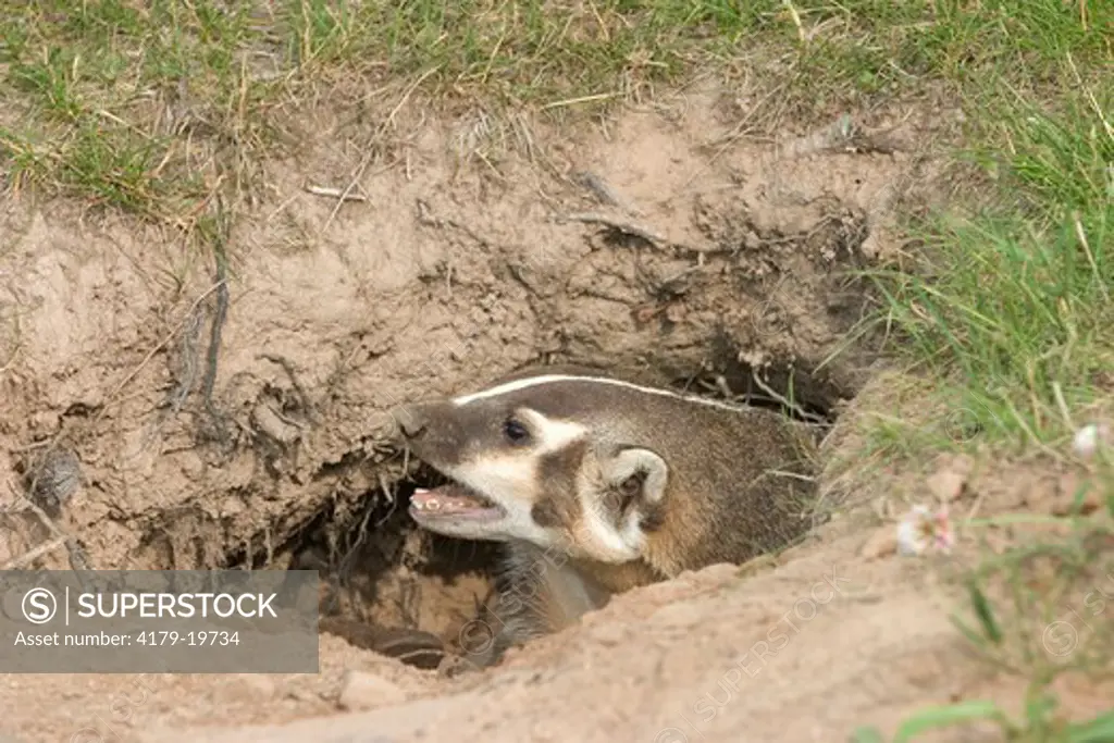 Badger (Taxidea taxus)  inside of den Controlled conditions