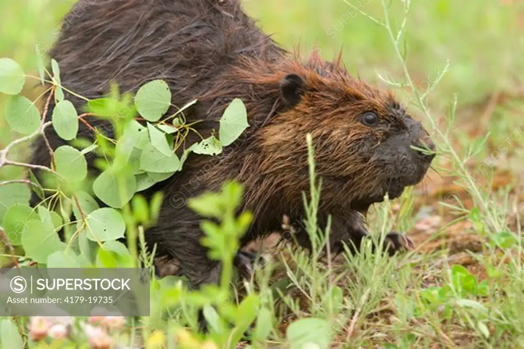 Beaver (Castor canadensis) looking for food Minnesota Maresa Pryor