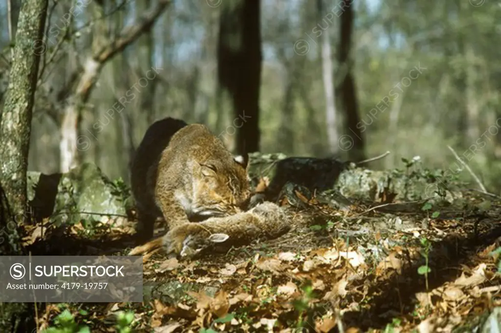 Bobcat Eating Cottontail Rabbit