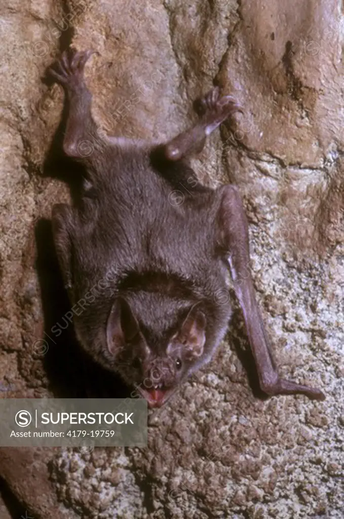 Vampire Bat headshot (Desmodus rotundus) captive S. America Forest   10404