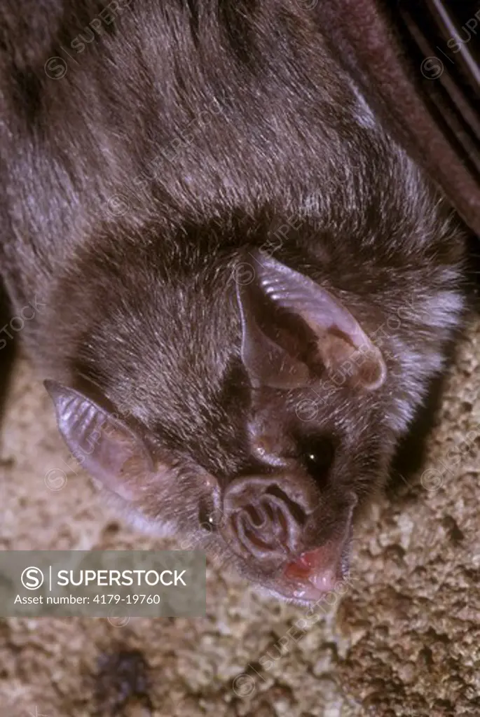 Vampire Bat headshot (Desmodus rotundus) captive S. America Forest   10403