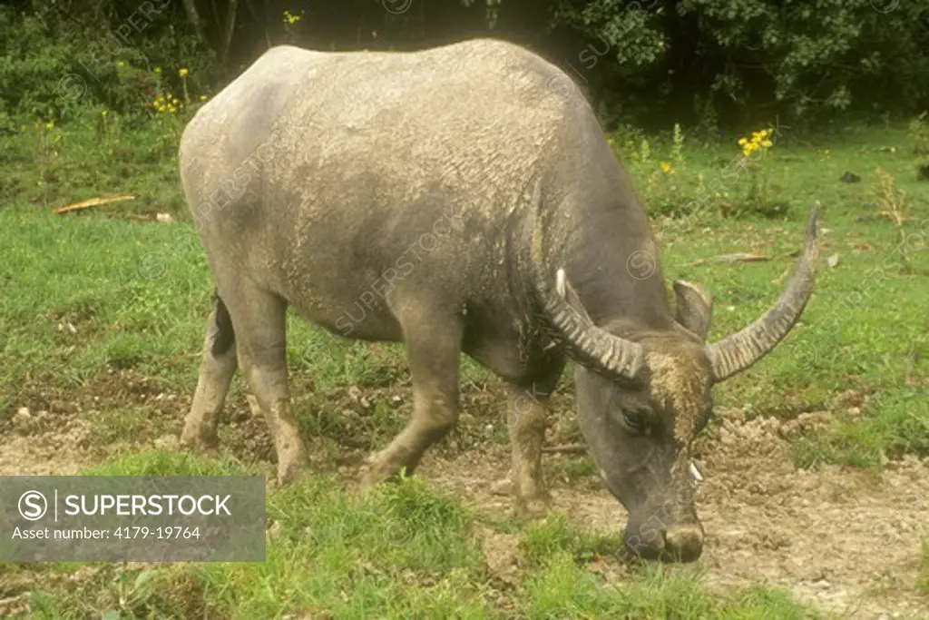 Asian or Water Buffalo (Bubalus arnee), native to SE Asia, New Zealand