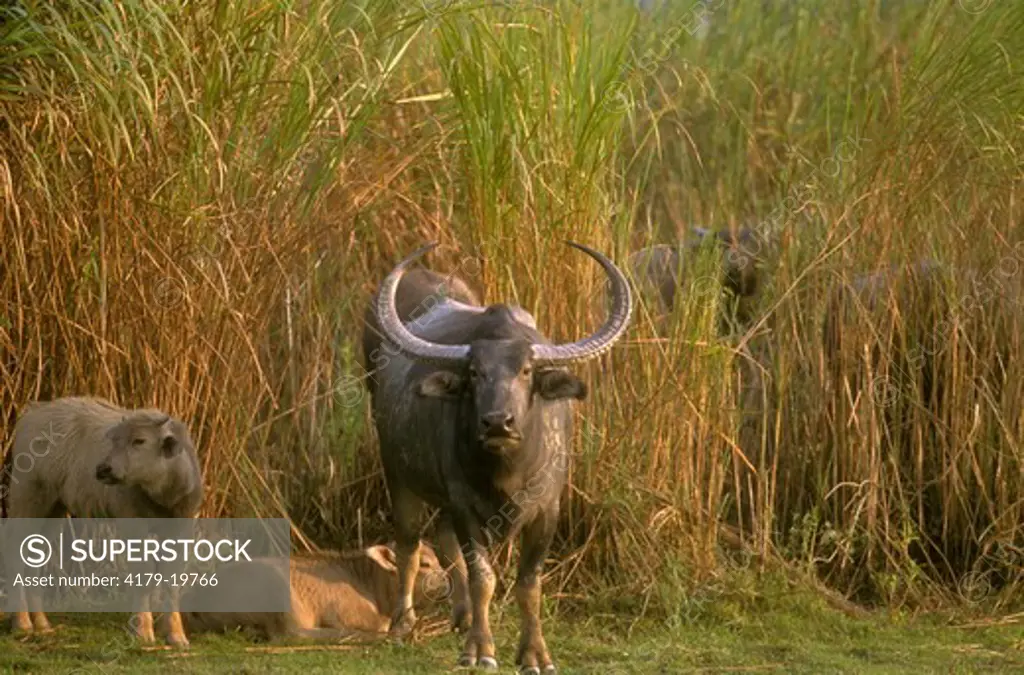 Wild Water Buffalo (Bubalus bubalis), Kazaringa NP, India