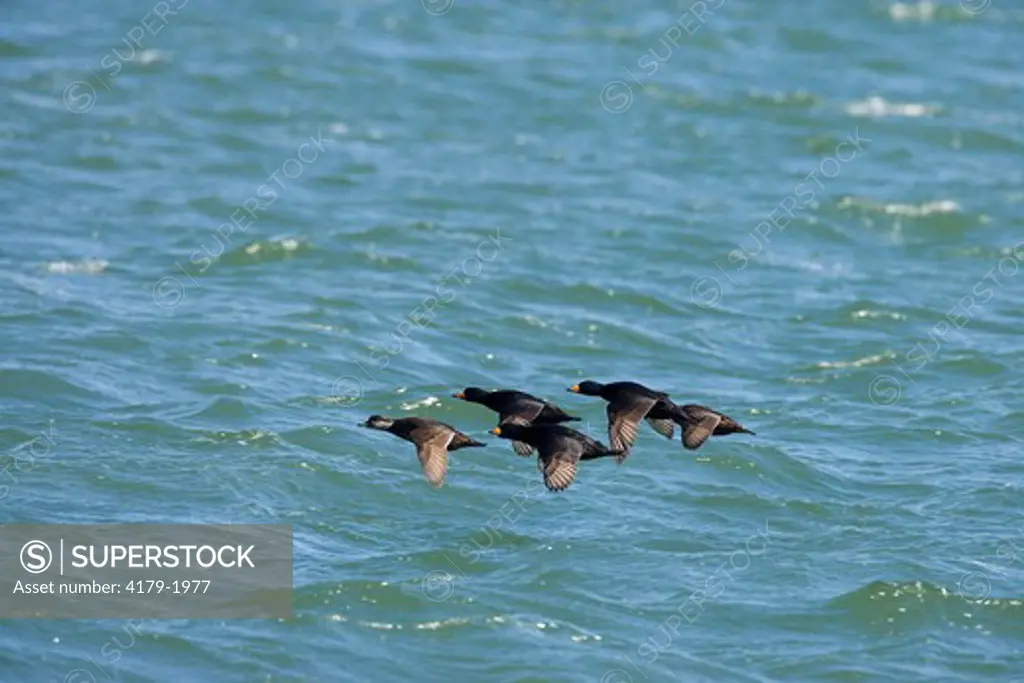 Black Scoters (Melanitta nigra), males and females in flight, Barnegat Inlet, New Jersey, USA