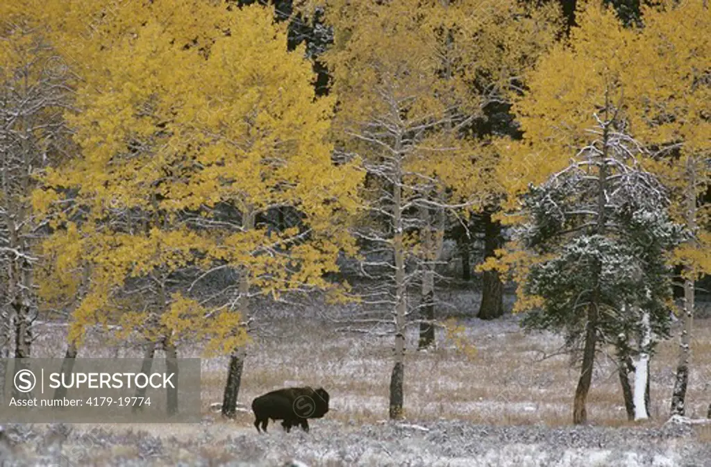 Bison, American Buffalo (Bison bison) Lamar Valley, Yellowstone NP