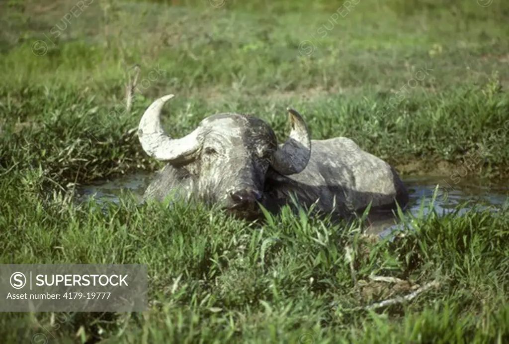 Water Buffalo (Bubalus bubalus) in wallow, Amazon, Brazil