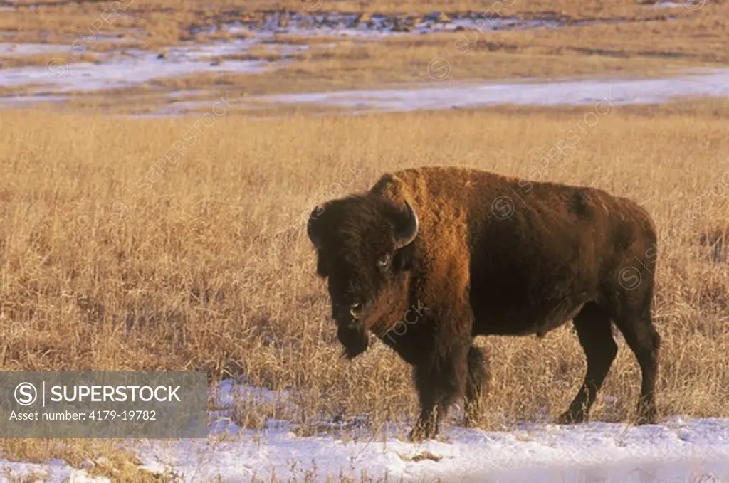 Bison in Snow covered Field, Wichita Mts NWR, OK, Oklahoma