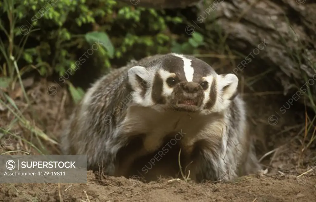 American Badger (Taxidea taxus), adult male
