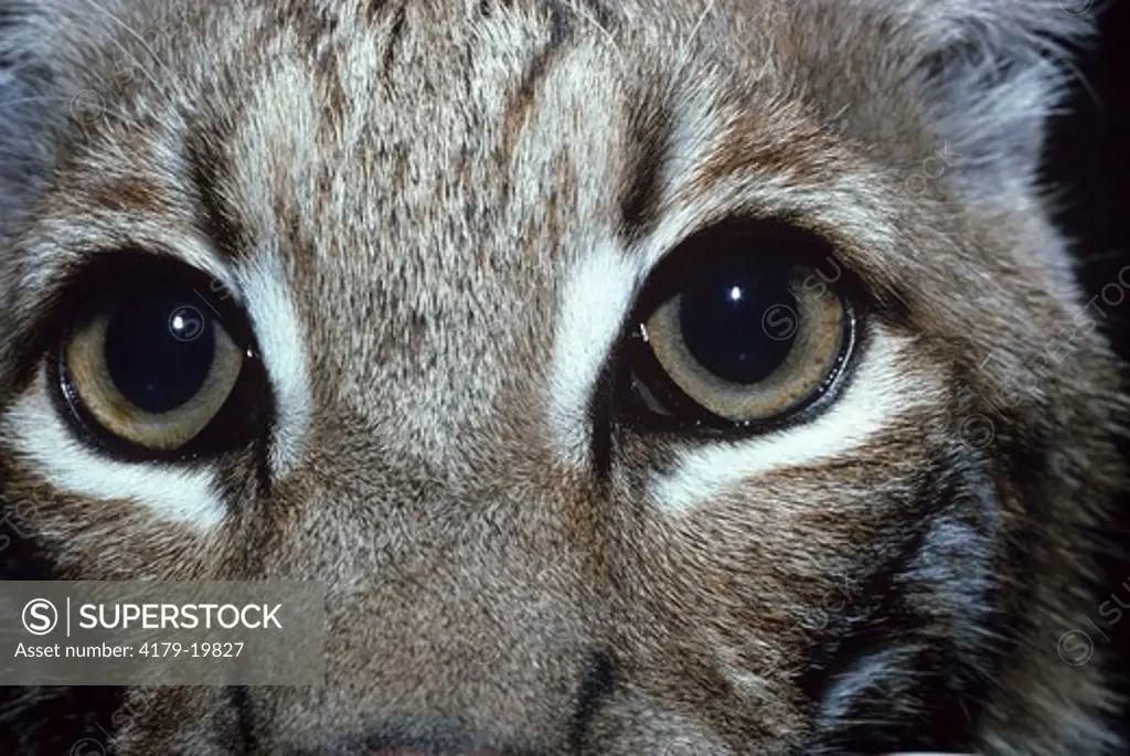 Bobcat (Lynx rufus), close up of face/eyes