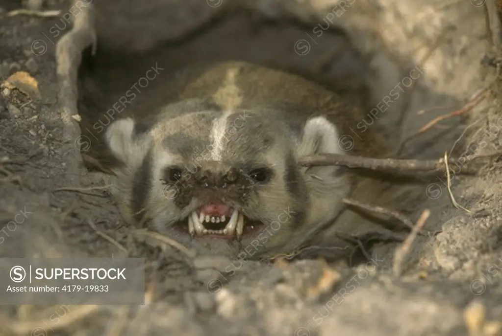 Badger (Taxidea taxus) in burrow, snarling