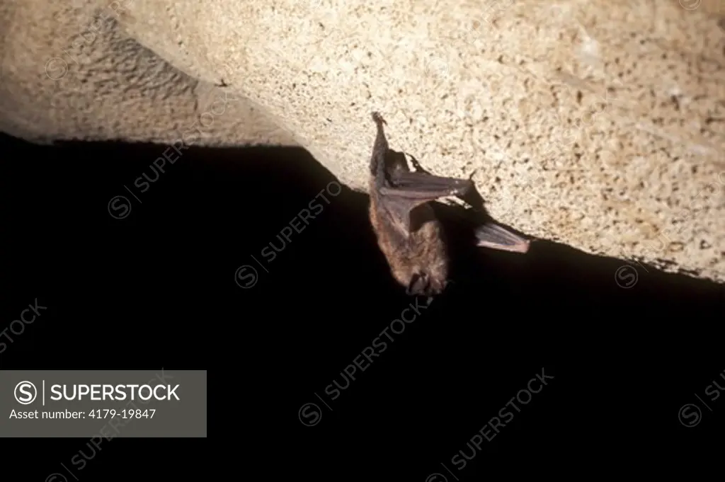 Indiana Bat Kentucky Endangered species