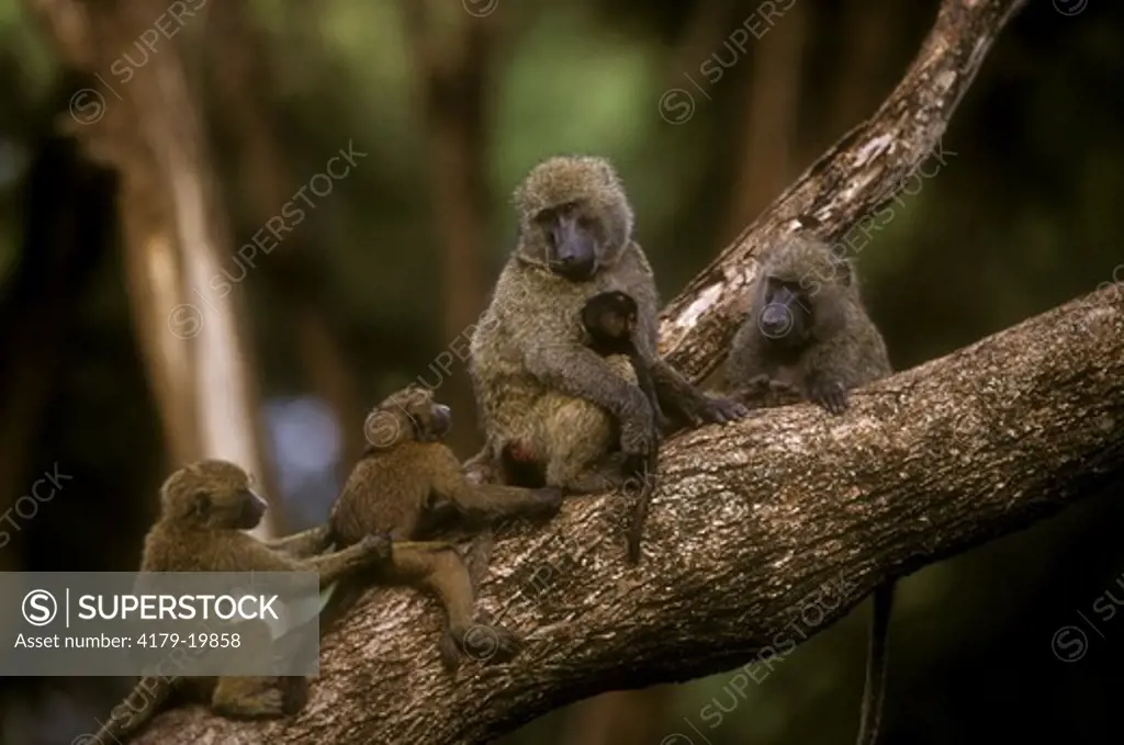 Olive Baboons with Young (Papio anubis), Samburu N.R., Kenya