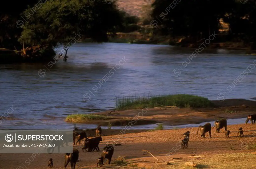 Olive Baboon Troop near Water (Papio anubis), Samburu N.R., Kenya