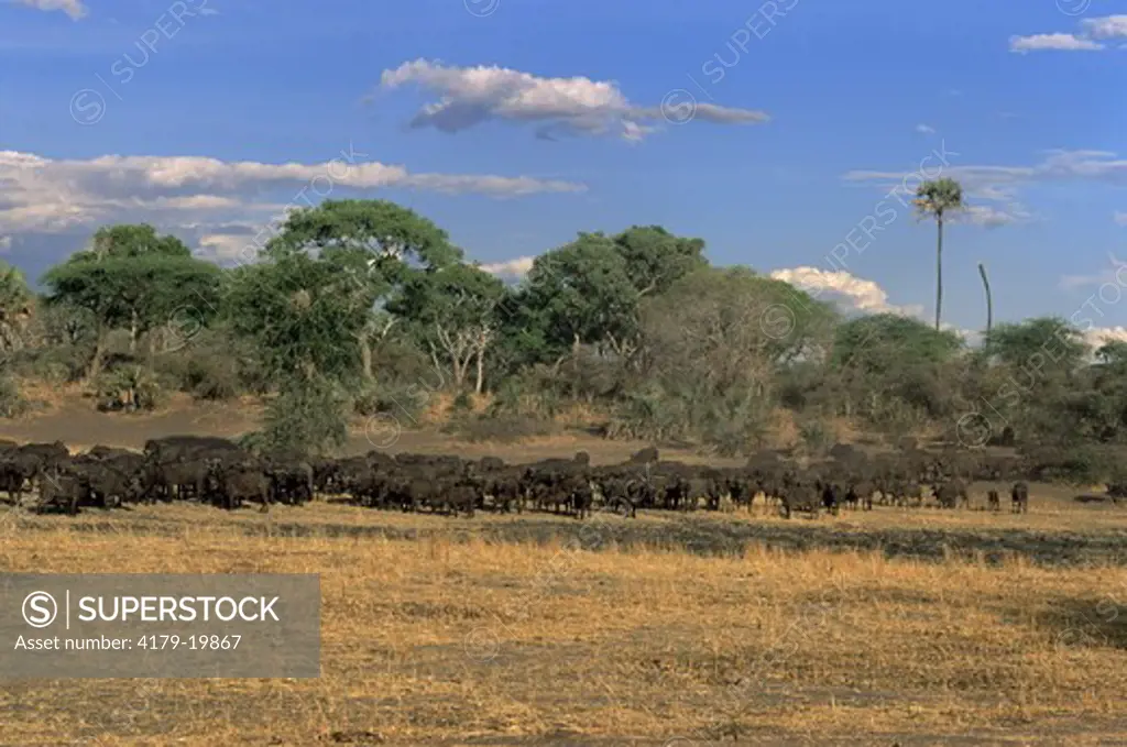 African Buffalo herd grazing (Syncerus caffer) Katavi National Park, Tanzania