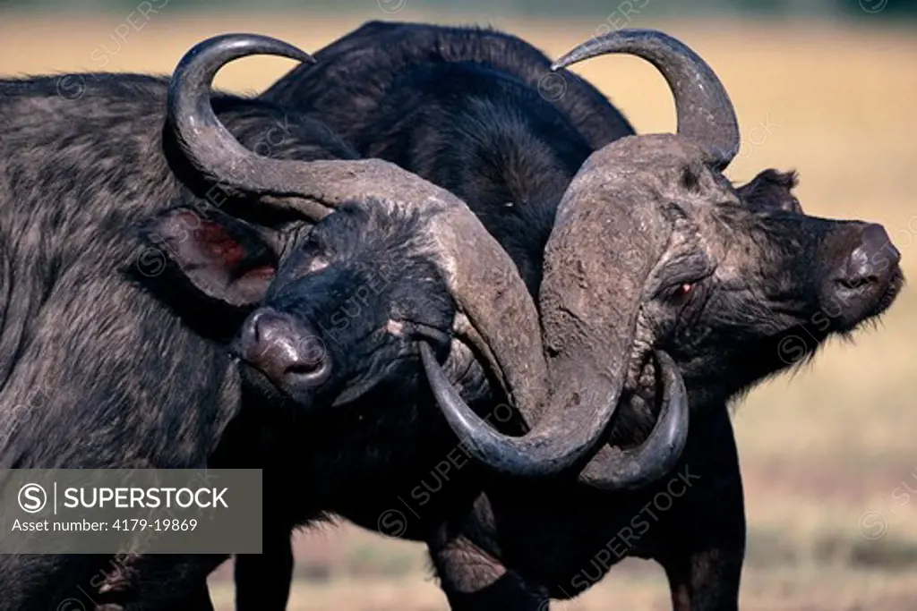 Cape Buffalo bulls fighting crossing horns (Syncerus caffer caffer) Maasai Mara National Reserve, Kenya